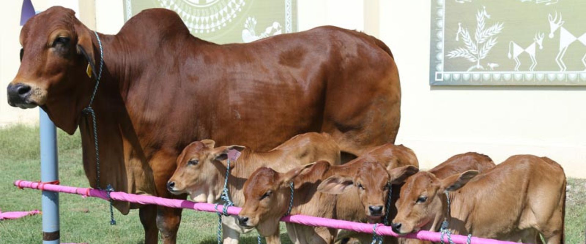 Breeding system