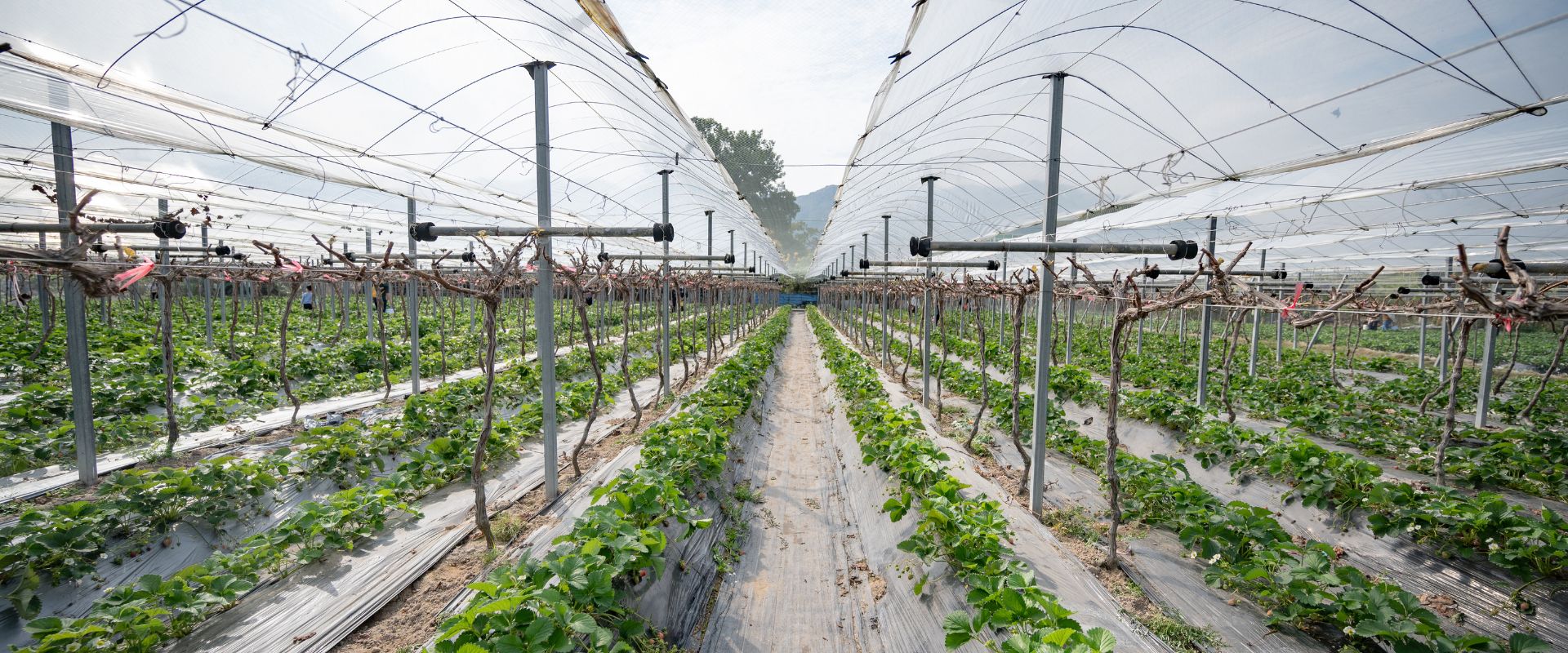 Hi-tech Farming